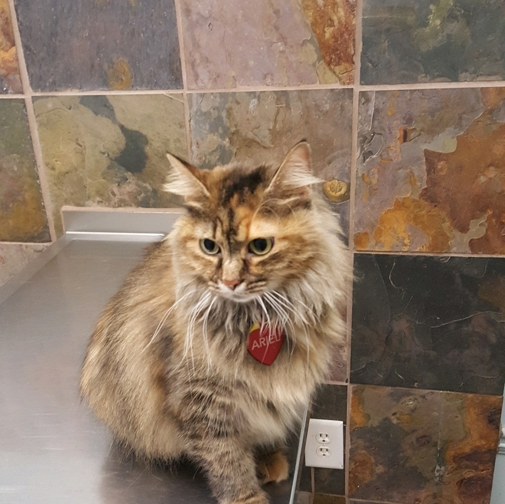 Meet your Posher, Latricia